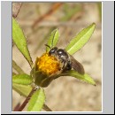 Lasioglossum cf quadrinotatulum - Furchenbiene m02 7mm.jpg